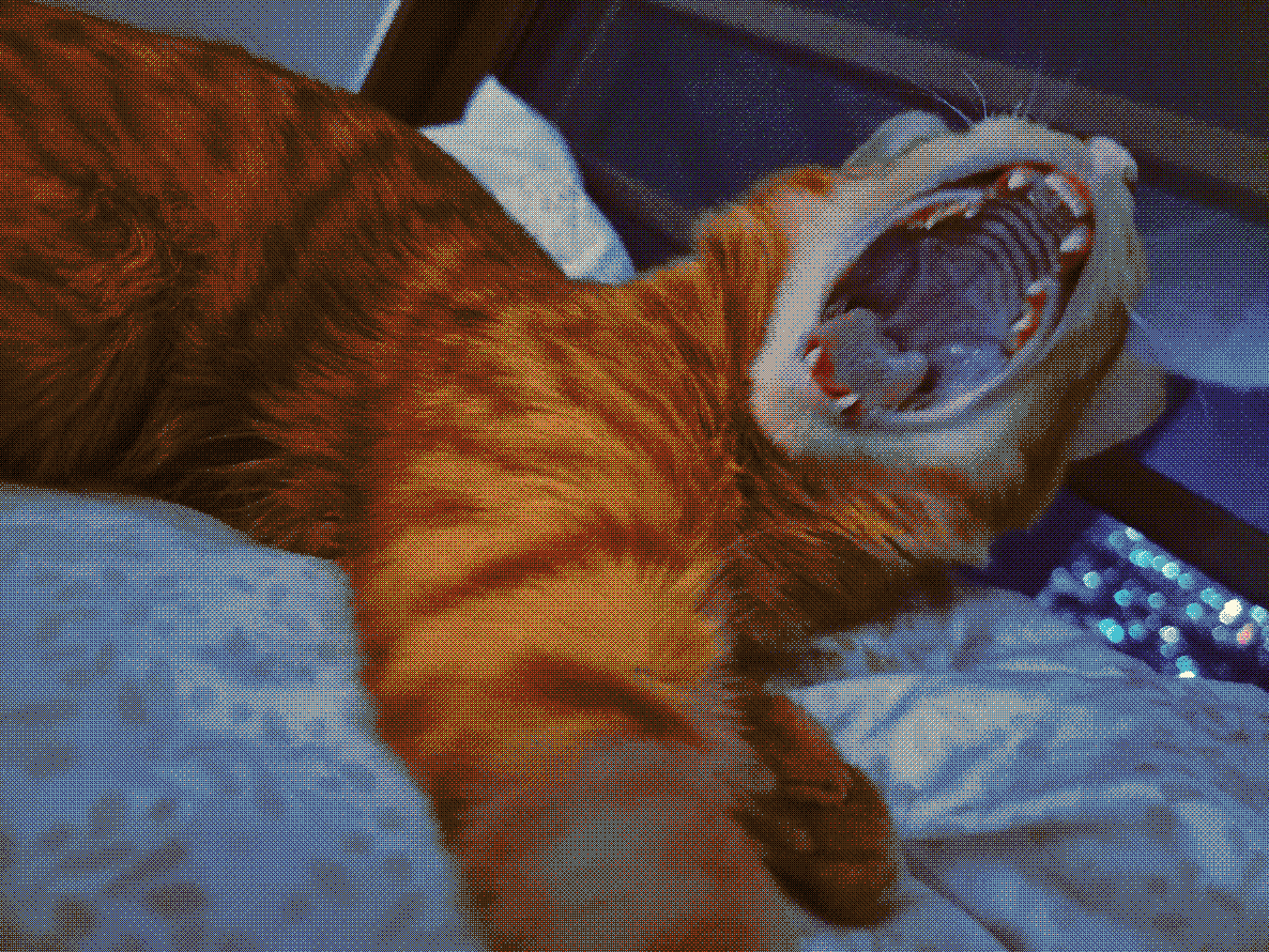 Cat 3