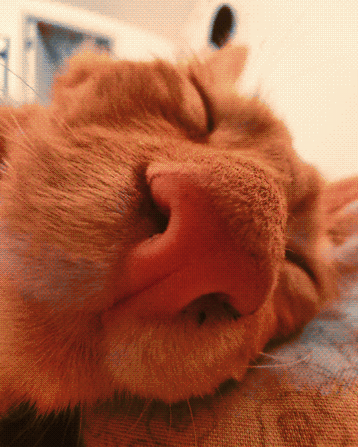 Cat 4