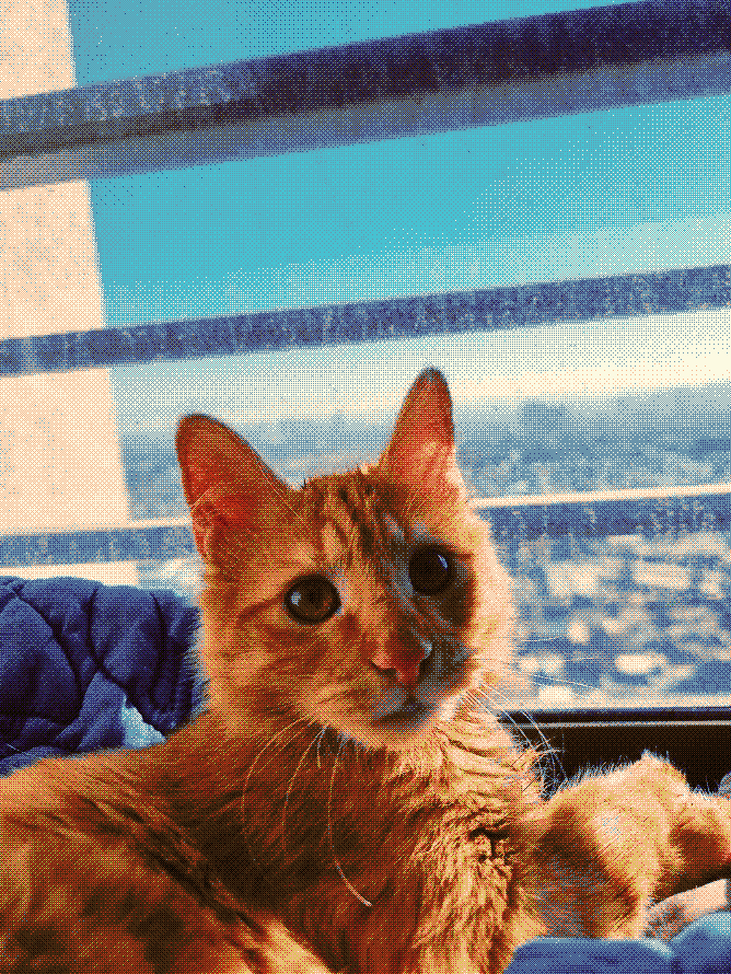 Cat 1